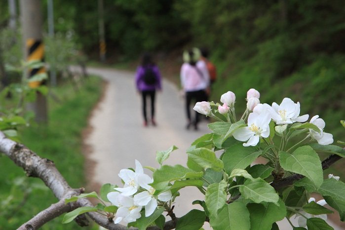 [Daegu] Apfeldorf Pyeonggwang-dong (평광동 사과마을)