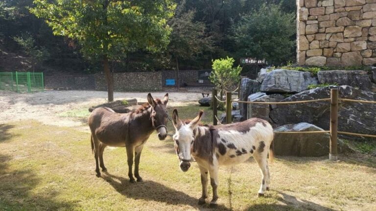 [Gyeonggi-do] Donkey Starz (동키스타즈)