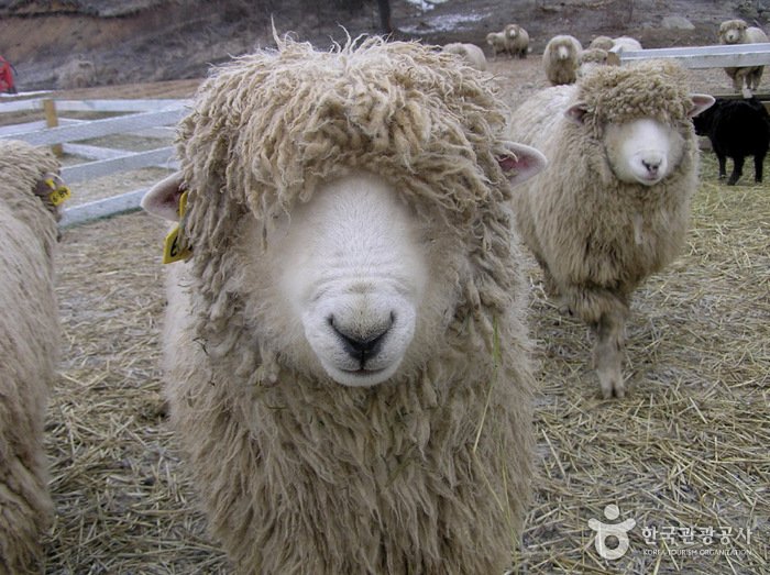 [Gangwon-do] Winddorf Pyeongchang Uiyaji (평창 의야지 바람마을)