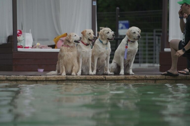 [Gangwon-do] d.forest (강아지숲)
