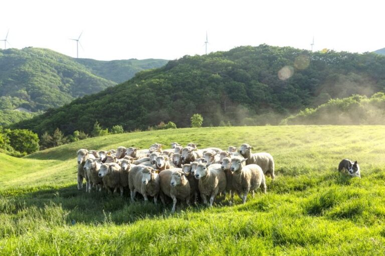 [Gangwon-do] Samyang-Farm Daegwallyeong (대관령 삼양목장)