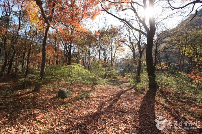 [Gangwon-do] Wald Seonghwangnim (원성 성남리 성황림)