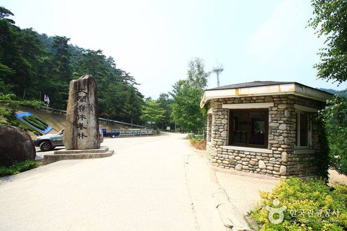 [Gangwon-do] Nationaler Erholungswald Daegwallyeong (국립 대관령자연휴양림)