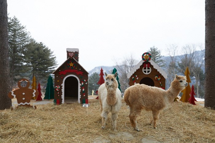 [Gangwon-do] Alpaca World (알파카월드)
