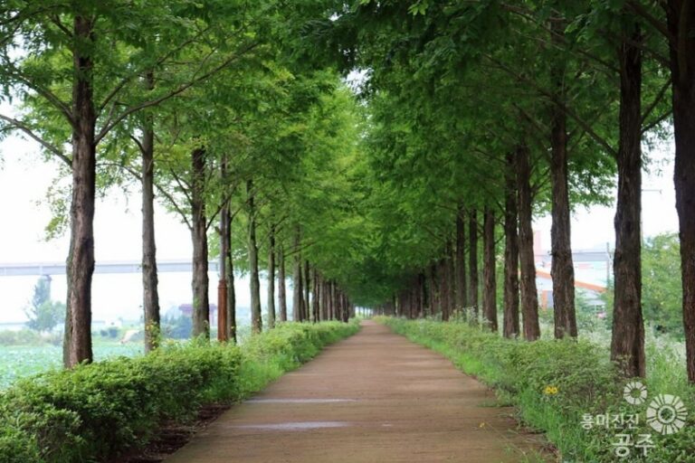 [Chungcheongnam-do] Metasequoia-Weg (메타세콰이어길)