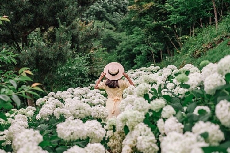 [Chungcheongnam-do] Samseonsan Arboretum (삼선산수목원)