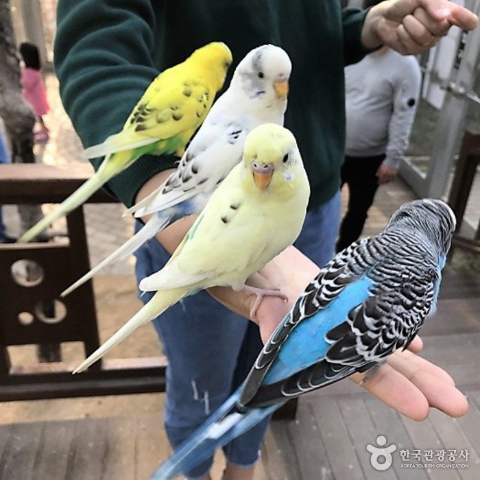 [Gyeongsangbuk-do] Gyeongju Bird Park (경주 버드파크)