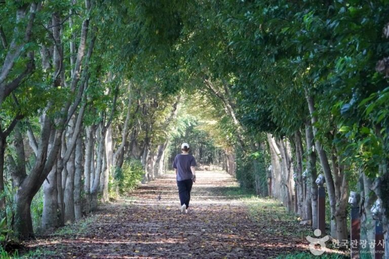 [Gyeongsangbuk-do] Gyeongbuk Millennium Forest Garden (경북천년숲정원)
