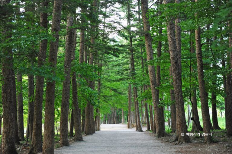 [Jeollabuk-do] Tannenwaldweg Naesosa (내소사전나무숲길)