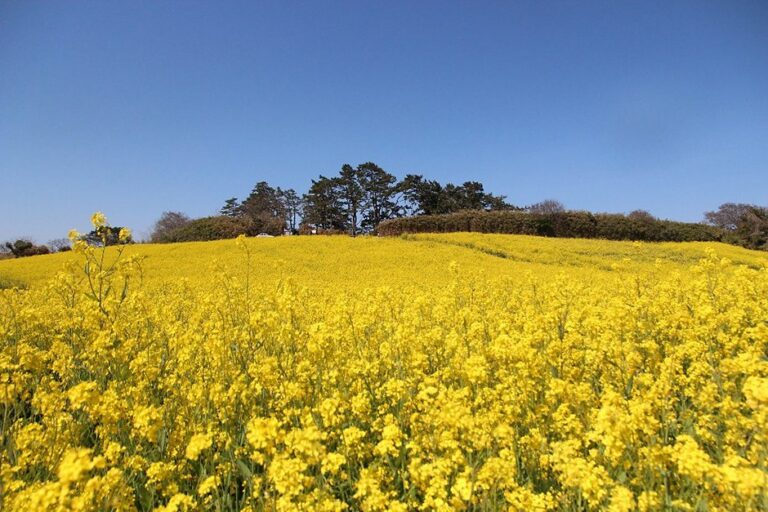 [Jeollabuk-do] Rapsblütenfeld Suseongdang (수성당유채꽃)