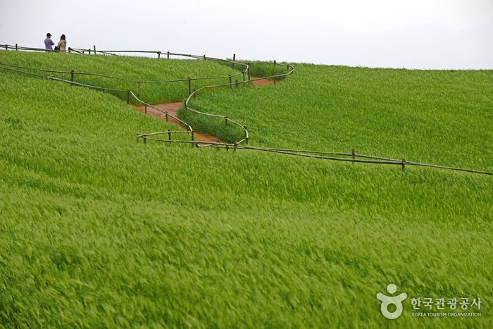 [Jeollabuk-do] Borinara Hagwon Farm (보리나라 학원농장)