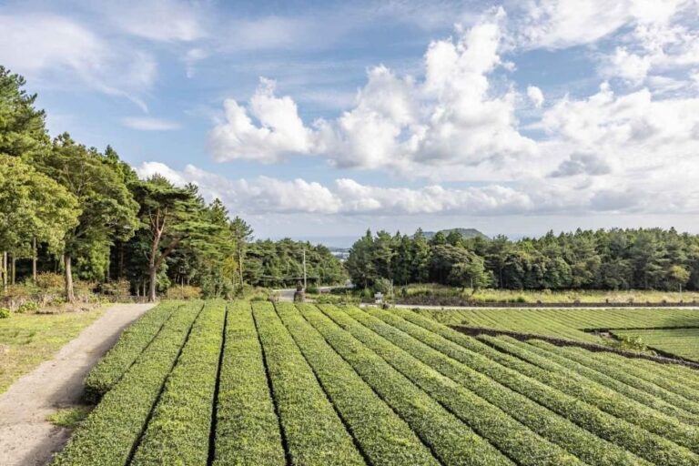 [Jeju] Teeplantage Seogwi Dawon (서귀다원)