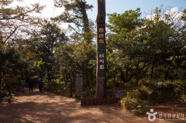 [Jeju] Wald Bijarim (비자림)