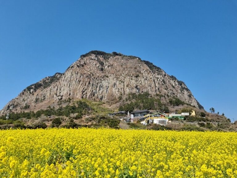 [Jeju] Rapsblütenfelder Sanbangsan (산방산유채꽃밭)