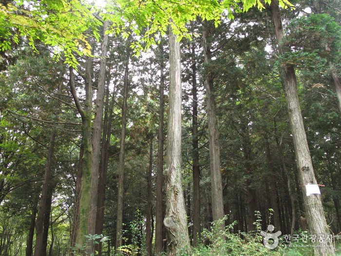 [Jeju] Erholungswald Seogwipo (서귀포자연휴양림)