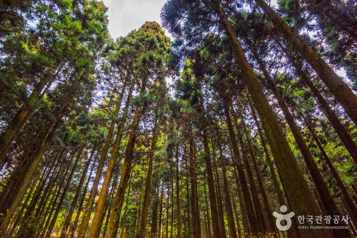 [Jeju] Waldweg Saryeoni (사려니숲길)
